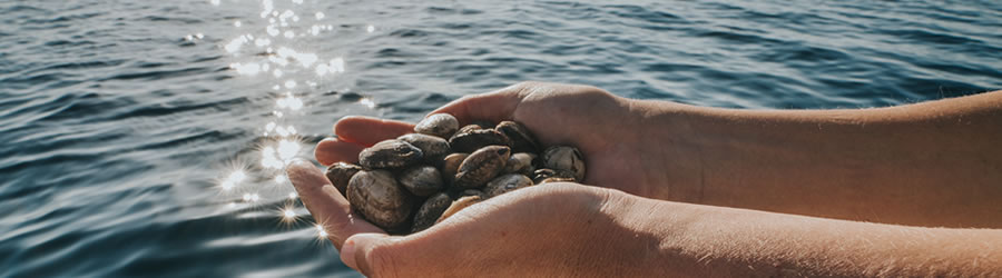 bivalves